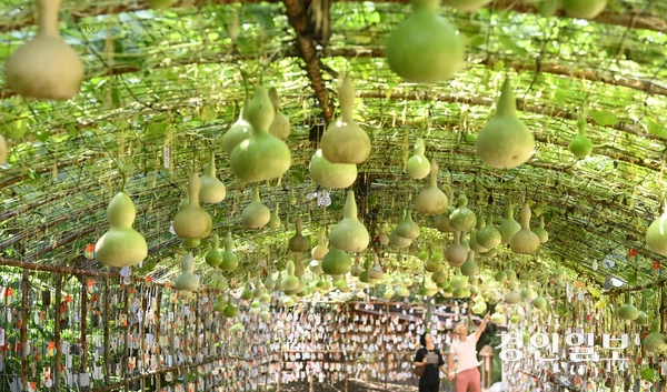 절기상 입추(立秋)인 7일 오후 용인시 기흥구 한국민속촌을 찾은 관광객들이 조롱박 터널을 거닐며 즐거운 시간을 보내고 있다. 2025.8.7 /최은성기자 ces7198@kyeongin.com