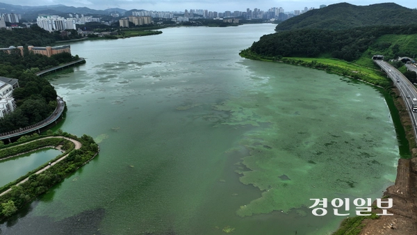 무더운 날씨가 이어진 7일 오후 용인시 기흥구 기흥호수가 녹조 현상으로 짙은 초록색을 띠고 있다. 녹조를 일으키는 유해 남조류는 많은 일사량과 높은 수온, 정체된 물에서 빠르게 증식하는데, 기흥호수는 매년 여름 녹조가 발생해 몸살을 앓고 있다. 2025.8.7 /임열수기자 pplys@kyeongin.comdefault