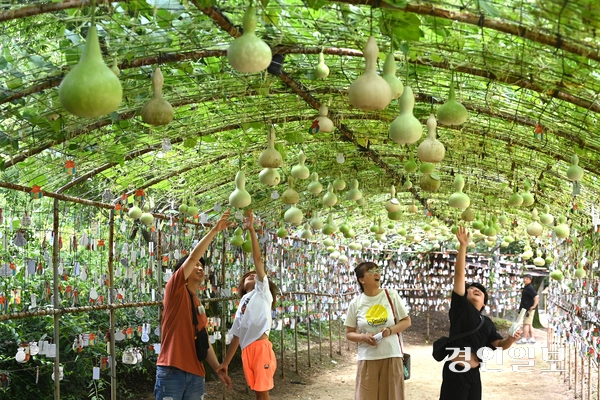 절기상 입추(立秋)인 7일 오후 용인시 기흥구 한국민속촌을 찾은 관광객들이 조롱박 터널을 거닐며 즐거운 시간을 보내고 있다. 2025.8.7 /최은성기자 ces7198@kyeongin.com