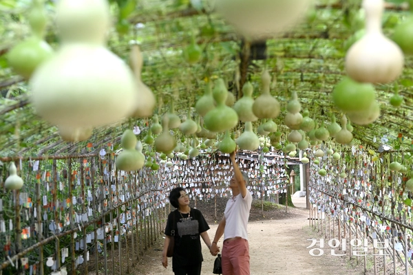 절기상 입추(立秋)인 7일 오후 용인시 기흥구 한국민속촌을 찾은 관광객들이 조롱박 터널을 거닐며 즐거운 시간을 보내고 있다. 2025.8.7 /최은성기자 ces7198@kyeongin.com