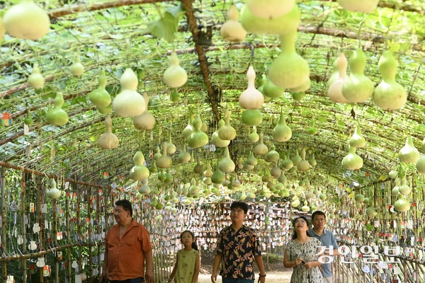 절기상 입추(立秋)인 7일 오후 용인시 기흥구 한국민속촌을 찾은 관광객들이 조롱박 터널을 거닐며 즐거운 시간을 보내고 있다. 2025.8.7 /최은성기자 ces7198@kyeongin.com