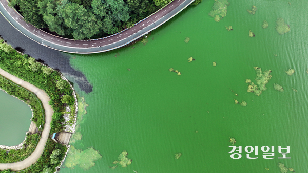 무더운 날씨가 이어진 7일 오후 용인시 기흥구 기흥호수가 녹조 현상으로 짙은 초록색을 띠고 있다. 녹조를 일으키는 유해 남조류는 많은 일사량과 높은 수온, 정체된 물에서 빠르게 증식하는데, 기흥호수는 매년 여름 녹조가 발생해 몸살을 앓고 있다. 2025.8.7 /임열수기자 pplys@kyeongin.com