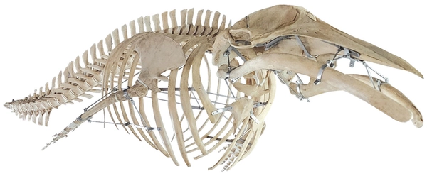 밍크고래 표본.