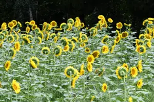 [화보] 해바라기로 가득 찬 입추