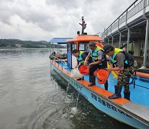 [포토] 양평군, 남한강에 쏘가리 치어 방류