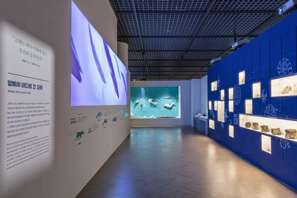 국립인천해양박물관 기획전 ‘고래와 인간’ 전시장 모습. /국립인천해양박물관 제공