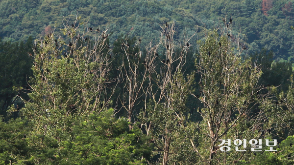 8일 가평군 자라섬 동도(무인도)가 민물가마우지 배설물로 수목 백화현상이 발생된 채 방치돼 있다. 나무위에 검은색 민물가마우지가 떼를 지어 앉아있다. 2025.8.8 가평/김민수기자kms@kyeongin.com