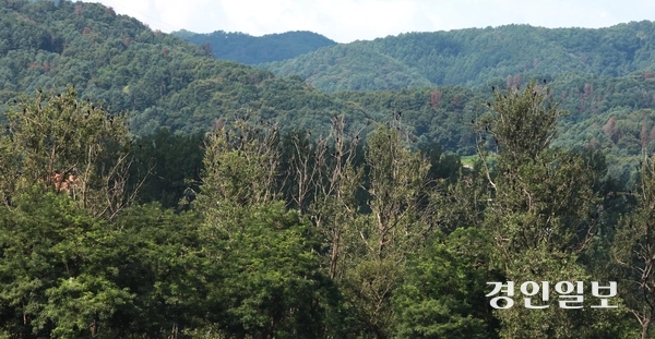 8일 가평군 자라섬 동도(무인도)가 민물가마우지 배설물로 수목 백화현상이 발생된 채 방치돼 있다. 나무위에 검은색 민물가마우지가 떼를 지어 앉아있다. 2025.8.8 가평/김민수기자kms@kyeongin.com