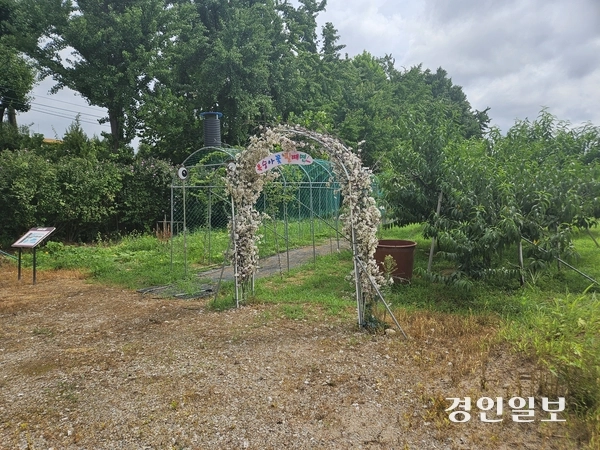 8일 찾은 부천시 대장분교 치유텃밭. 다목적 텃밭에 복숭아 나무와 사과나무, 포도나무 등 각종 유실수가 자라고 있다. 2025.8.8 부천/김연태기자 kyt@kyeongin.com