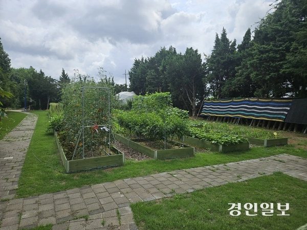 8일 찾은 부천 대장분교 치유텃밭. 치유와 회복이 필요한 시민들이 손수 가꾼 각종 야채와 채소가 자라고 있다. 2025.8.8 부천/김연태기자 kyt@kyeongin.com