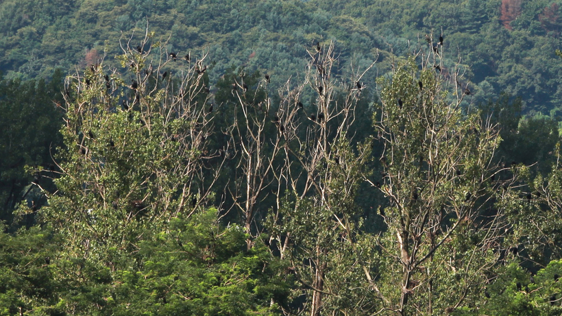 철없이 말썽 부리는 겨울손님… 민물가마우지
