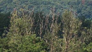 한여름에 웬 ‘겨울철새’… 가평 자라섬·북한강 일원 ‘민물가마우지’ 몸살