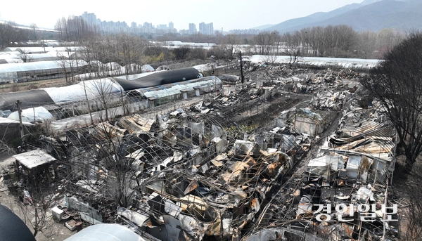 사진은 과천시 꿀벌마을 주거용 비닐하우스 단지가 화재로 인해 잿더미로 변한 모습. /경인일보DB