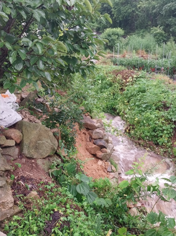인천 옹진군 덕적면 진1리 한 야산에서 많은 비로 인해 물과 토사가 일부 흘러내리고 있다. /독자 제공