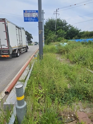 평택 청북읍 ‘풀에 잠긴’ 보행로… 교통사고 위험 도사려 주민 위협
