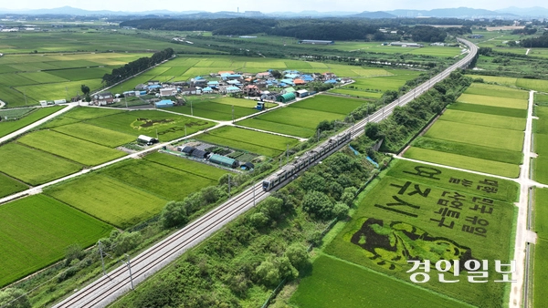 쌀의 날을 하루 앞둔 17일 여주시의 한 들녘에 형형색색 유색 벼를 활용해 수놓은 ‘논 아트(art)’가 눈길을 끌고 있다. 2025.8.17 /최은성기자 ces7198@kyeongin.com