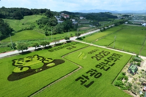[화보] ‘쌀의 날’ 벼로 수놓은 논아트