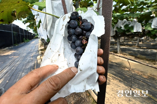 안산시 대부도의 포도농가들이 수확을 앞두고 있지만, 까치떼가 포도를 쪼아 먹어 농가의 피해가 커지고 있는 실정이다. 사진은 18일 오후 안산시 단원구 대부북동의 한 포도농가에 포도를 감싼 종이봉투가 까치로 인해 찢겨진 모습. 2025.8.18 /최은성기자 ces7198@kyeongin.com