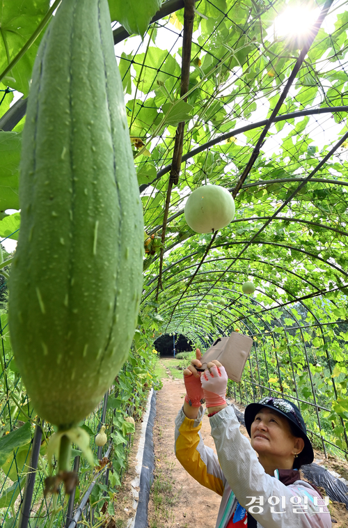 처서를 앞둔 18일 인천대공원을 찾은 한 시민이 탐스럽게 열린 수세미와 박을 사진에 담으며 가을을 기다리고 있다. 2025.8.18 /김용국기자 yong@kyeongin.com