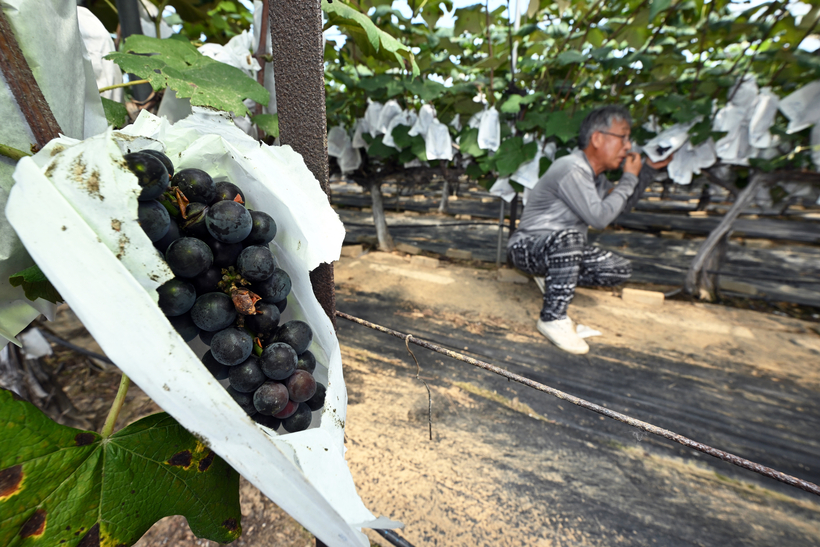 까치 날자 대부도 포도농가 운다… 떼지어 쪼아먹는 불청객