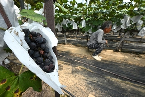 [화보] 까치 때문에 포도농가 울상