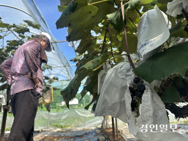 안산시 단원구 대부도에서 포도농사를 짓는 한 농민의 포도밭. 까치가 쪼아 먹은 탓에 포장 종이가 찢어져버린 포도송이가 보인다. 2025.8.16 /목은수기자wood@kyeongin.com