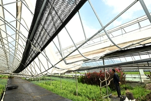 [화보] 용인 화훼단지 폭설피해 아직도