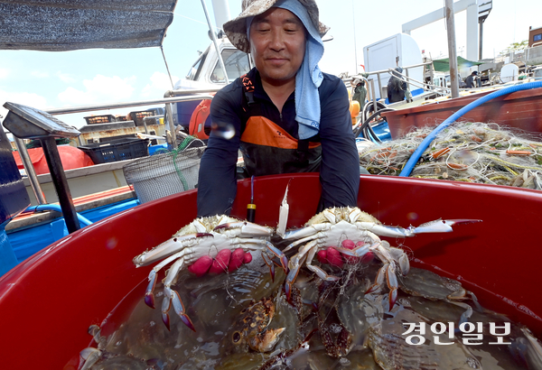 꽃게 금어기가 해제된 21일 가을 꽃게 직거래 장터가 열린 인천시 중구 영종도 삼목항 부잔교에서 조업을 마치고 돌아온 어민이 싱싱한 꽃게를 들어 보이고 있다. 삼목선착장에서 열리고 있는 꽃게 직거래 장터는 다음 달 14일까지 운영한다. 2025.8.21 /김용국기자 yong@kyeongin.com