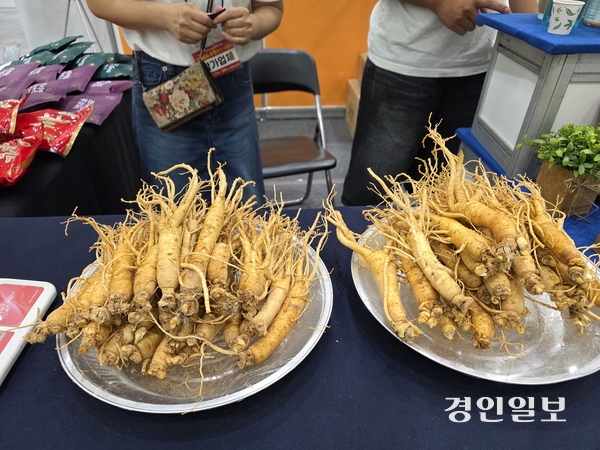 경기농협에서 선보이고 있는 햇수삼의 모습. /구민주기자 kumj@kyeongin.com