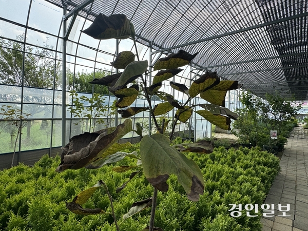 용인시 남사읍 소재 조경수 농가. 목련나무 이파리가 시들어 있다. 2025.8.22 /마주영기자 mango@kyeongin.com