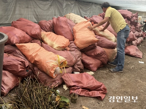 용인시 남사읍 소재 호접란 농가. 호접란을 재배하는 박승동씨가 폐기한 호접란을 정리하고 있다. 2025.8.22 /마주영기자 mango@kyeongin.com