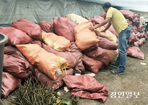 폭염, 폭우 등 극단적인 날씨로 화훼농가 피해가 커지고 있는 가운데 지난 22일 용인시 남사읍 호접란 농가에서는 농장주가 폐기한 호접란을 정리하고 있다. 2025.8.22 /마주영기자 mango@kyeongin.com