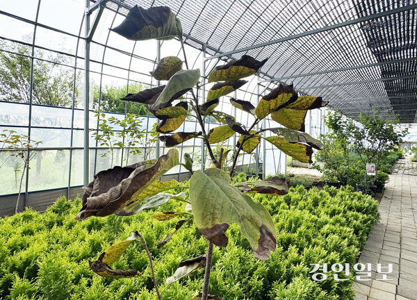 폭염, 폭우 등 극단적인 날씨로 화훼농가 피해가 커지고 있는 가운데 지난 22일 용인시 남사읍 조경수 농가의 목련나무 이파리가 시들어 있다. 2025.8.22 /마주영기자 mango@kyeongin.com