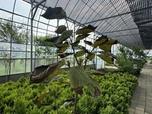 나무 이파리 타고 꽃은 곰팡이… 기후위기에 시름하는 경기도내 화훼 농가