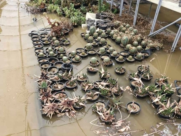 이달 초 경기 북부에 극한 호우가 내리면서 고양시 화훼 농가는 식물이 침수되는 피해를 입었다. /독자 제공