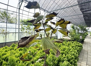 식물부터 죽어간다… 화훼농가에 닥친 ‘기후위기’