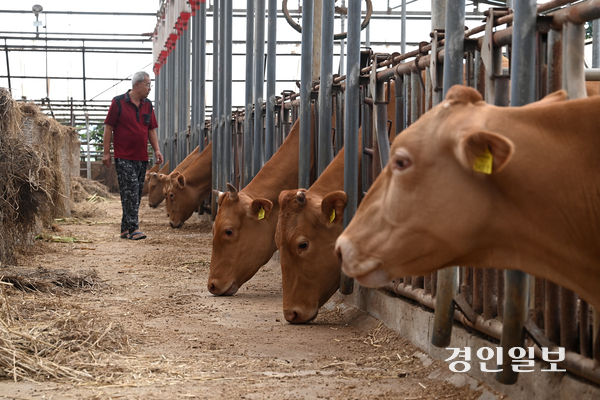 한미 관세협상에서 쌀과 소고기 시장에 대한 추가 개방 없이 상호관세를 25%에서 15%로 낮추는 등 미국과의 무역협상을 타결했다. 사진은 화성시의 한 축사에서 농장주가 소에게 먹이를 주고 있다. 2025.7.31 /최은성기자 ces7198@kyeongin.com