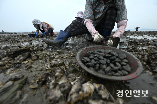 3일 오후 안산시 단원구 대부북동 인근 갯벌에서 어민들이 바지락을 채취하고 있다. 2025.8.3 /최은성기자 ces7198@kyeongin.com