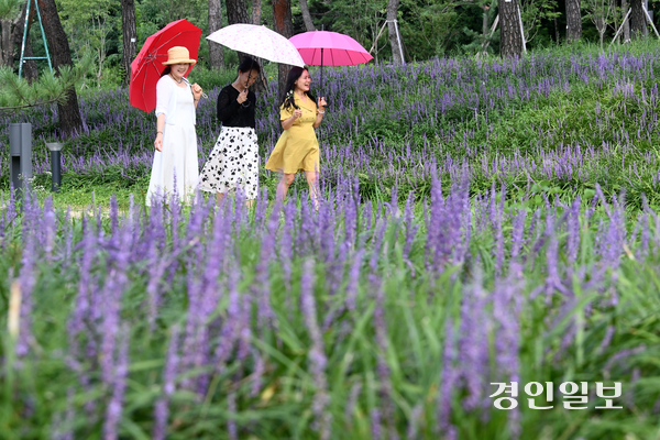 25일 오후 수원시 장안구 파장동에 위치한 노송지대를 찾은 시민들이 맥문동 사이를 산책하며 즐거운 시간을 보내고 있다. 2025.8.25 /최은성기자 ces7198@kyeongin.com