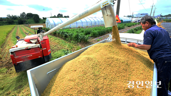 25일 오전 화성시 정남면의 한 논에서 열린 ‘조생종 벼 첫 수확 행사’에서 농부가 콤바인으로 벼를 수확하고 있다. 2025.8.25 /최은성기자 ces7198@kyeongin.com