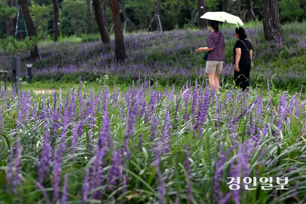 25일 오후 수원시 장안구 파장동에 위치한 노송지대를 찾은 시민들이 맥문동 사이를 산책하며 즐거운 시간을 보내고 있다. 2025.8.25 /최은성기자 ces7198@kyeongin.com