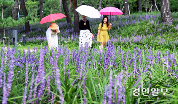 경기지역 곳곳에 소나기가 내린 25일 오후 수원시 장안구 노송지대에서 우산을 쓴 시민들이 맥문동 꽃길을 거닐고 있다. 기상청은 무더위와 함께 26일까지 서울·인천·경기북부 등에 30∼100㎜ 이상 강한 비가 내리는 곳이 있겠으니 안전사고에 유의해야 한다고 밝혔다. 2025.8.25 /최은성기자 ces7198@kyeongin.com