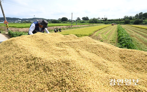 25일 오전 화성시 정남면의 한 논에서 열린 ‘조생종 벼 첫 수확 행사’에서 농부가 콤바인으로 벼를 수확하고 있다. 2025.8.25 /최은성기자 ces7198@kyeongin.com