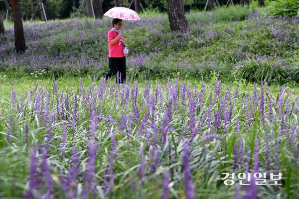 25일 오후 수원시 장안구 파장동에 위치한 노송지대를 찾은 시민들이 맥문동 사이를 산책하며 즐거운 시간을 보내고 있다. 2025.8.25 /최은성기자 ces7198@kyeongin.com