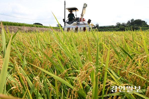 25일 오전 화성시 정남면의 한 논에서 열린 ‘조생종 벼 첫 수확 행사’에서 농부가 콤바인으로 벼를 수확하고 있다. 2025.8.25 /최은성기자 ces7198@kyeongin.com