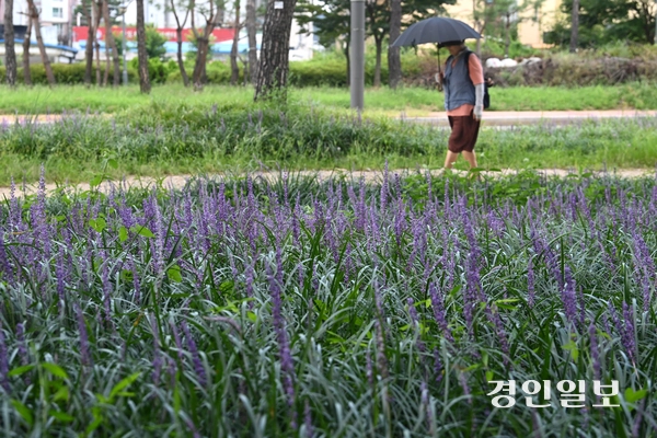 25일 오후 수원시 장안구 파장동에 위치한 노송지대를 찾은 시민들이 맥문동 사이를 산책하며 즐거운 시간을 보내고 있다. 2025.8.25 /최은성기자 ces7198@kyeongin.com