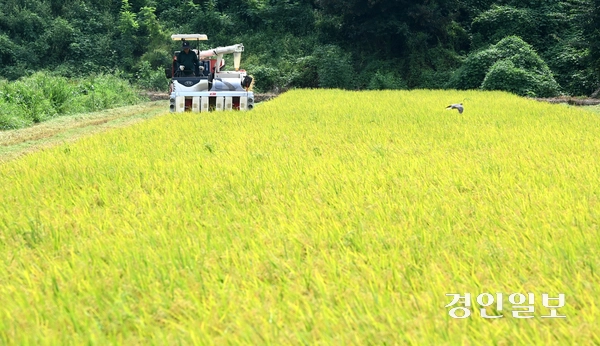 25일 오전 화성시 정남면의 한 논에서 열린 ‘조생종 벼 첫 수확 행사’에서 농부가 콤바인으로 벼를 수확하고 있다. 2025.8.25 /최은성기자 ces7198@kyeongin.com