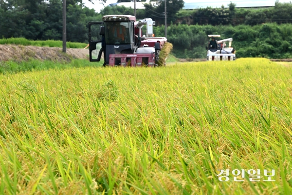 25일 오전 화성시 정남면의 한 논에서 열린 ‘조생종 벼 첫 수확 행사’에서 농부가 콤바인으로 벼를 수확하고 있다. 2025.8.25 /최은성기자 ces7198@kyeongin.com
