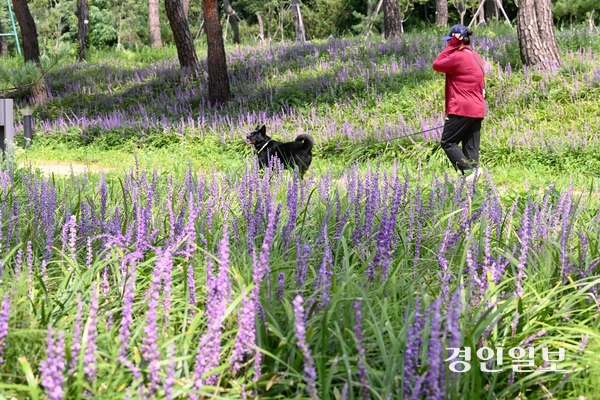 25일 오후 수원시 장안구 파장동에 위치한 노송지대를 찾은 시민들이 맥문동 사이를 산책하며 즐거운 시간을 보내고 있다. 2025.8.25 /최은성기자 ces7198@kyeongin.com