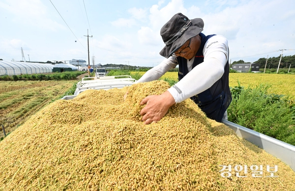 25일 오전 화성시 정남면의 한 논에서 열린 ‘조생종 벼 첫 수확 행사’에서 농부가 콤바인으로 벼를 수확하고 있다. 2025.8.25 /최은성기자 ces7198@kyeongin.com
